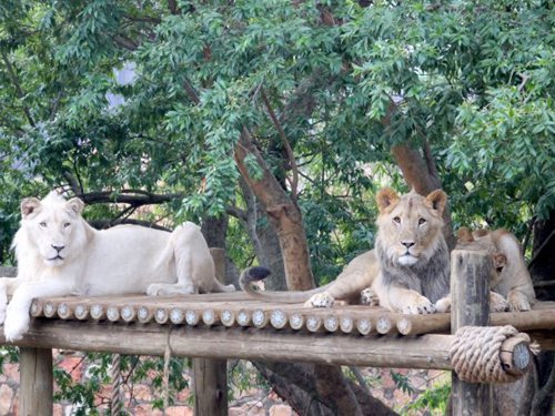 The Johannesburg Zoo